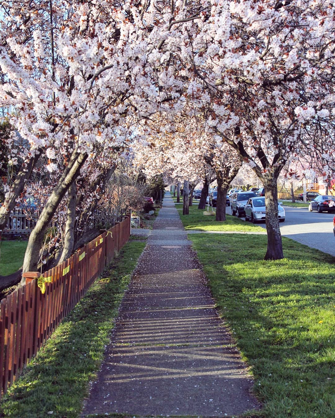 Cherry Blossom Arch Victoria BC Canada