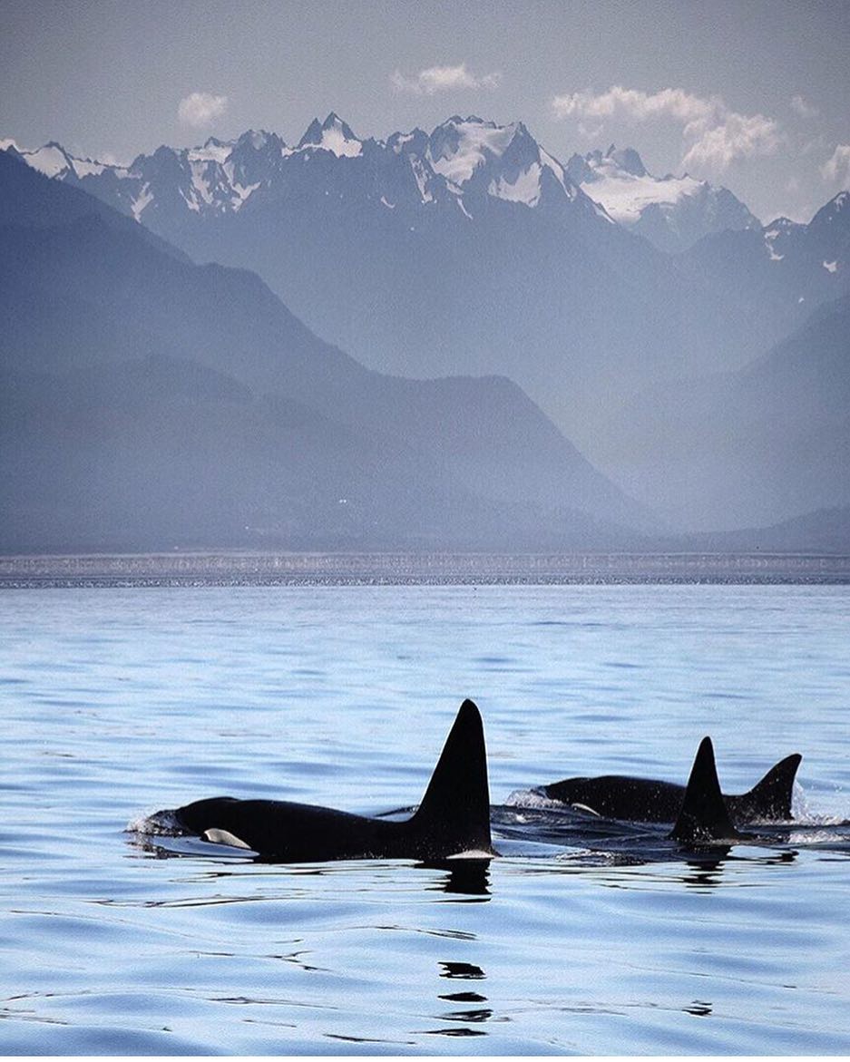 Orcas Victoria BC Canada