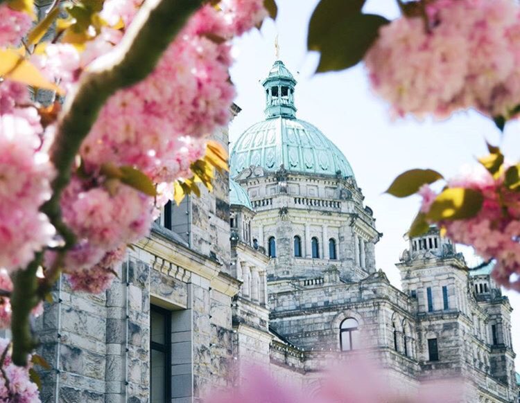 BC Parliament Buildings Cherry Blossom Victoria 