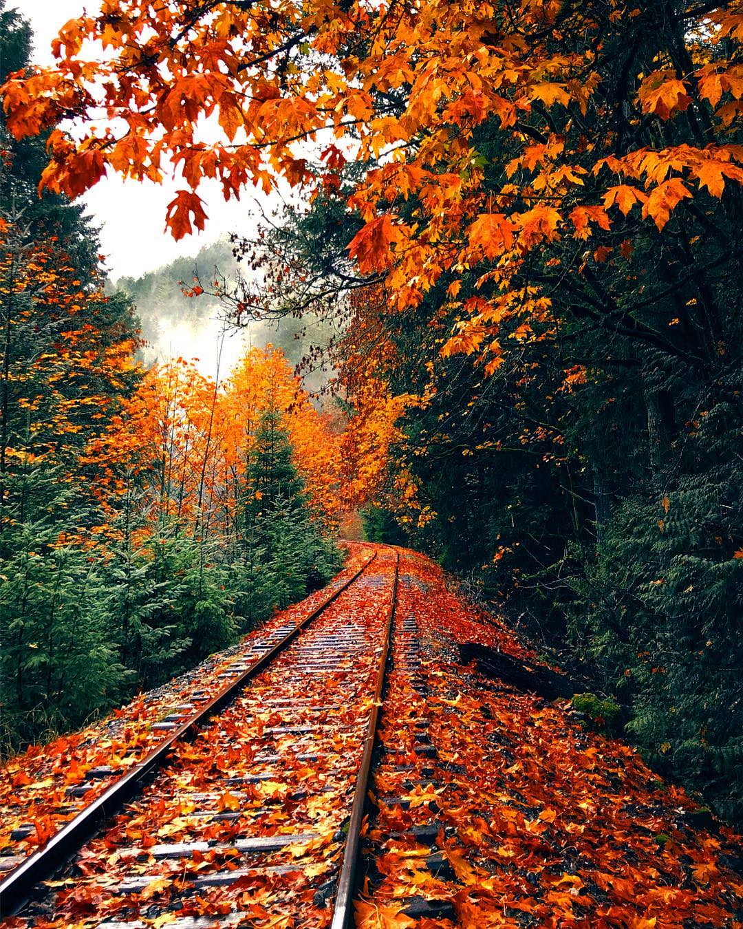 Fall in Victoria BC 