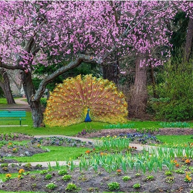 Beacon Hill Park Peacock Victoria